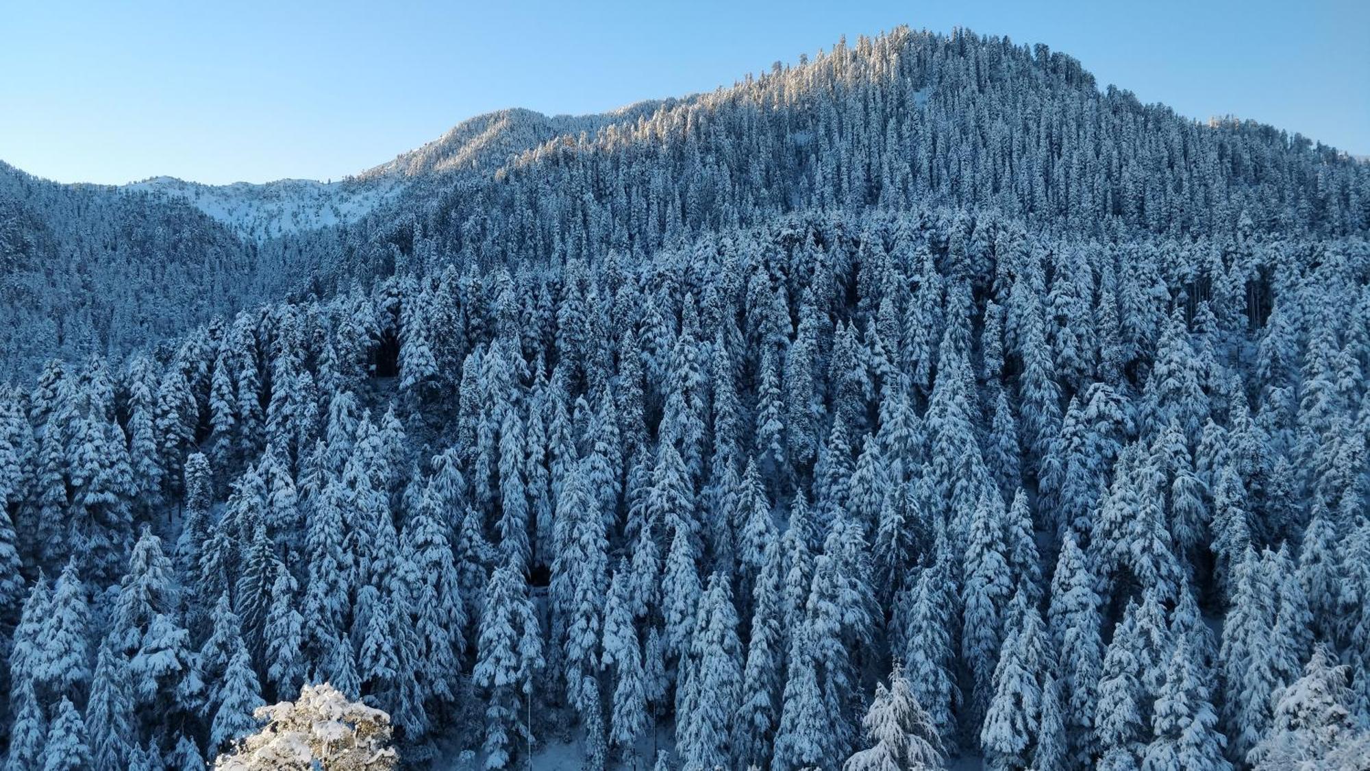 Black Bear Cottage Khajjiar Luaran gambar